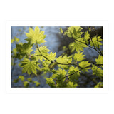 Heart Of Light (Print Only) thumbnail
