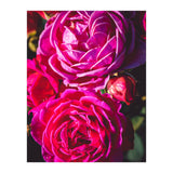Rose Flowers  (Print Only) thumbnail