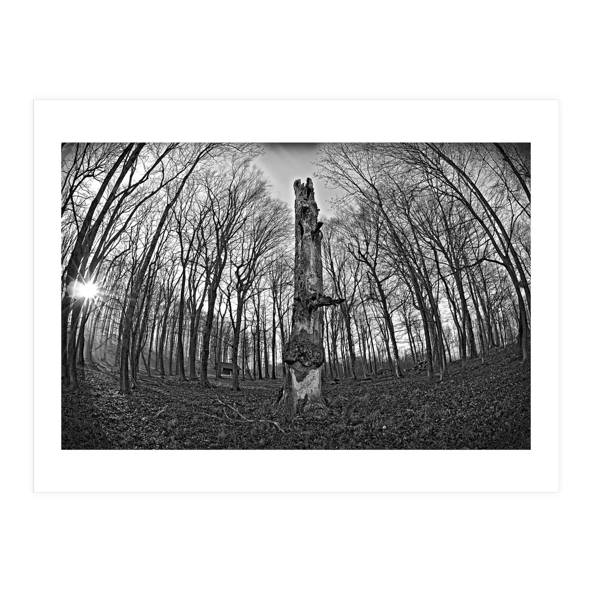 Circle of Growth and decay  (Print Only)