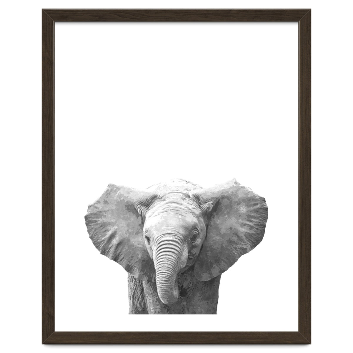 Black and White Baby Elephant