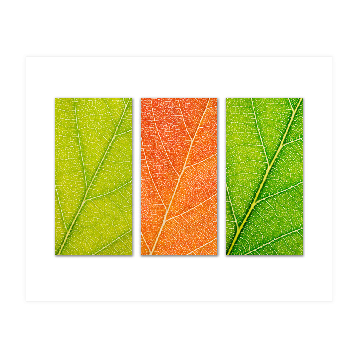 Autumn Leaves (Print Only)