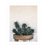 cactus nature XI (Print Only) thumbnail