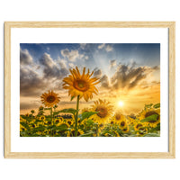 Lovely sunflowers in sunset