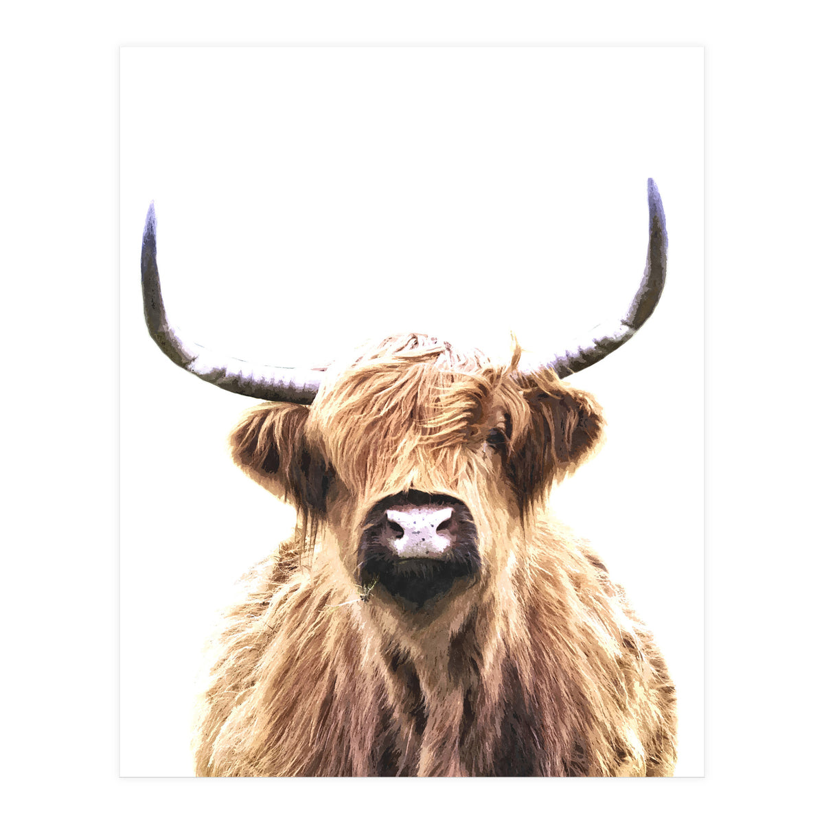 Highland Cow Portrait (Print Only)