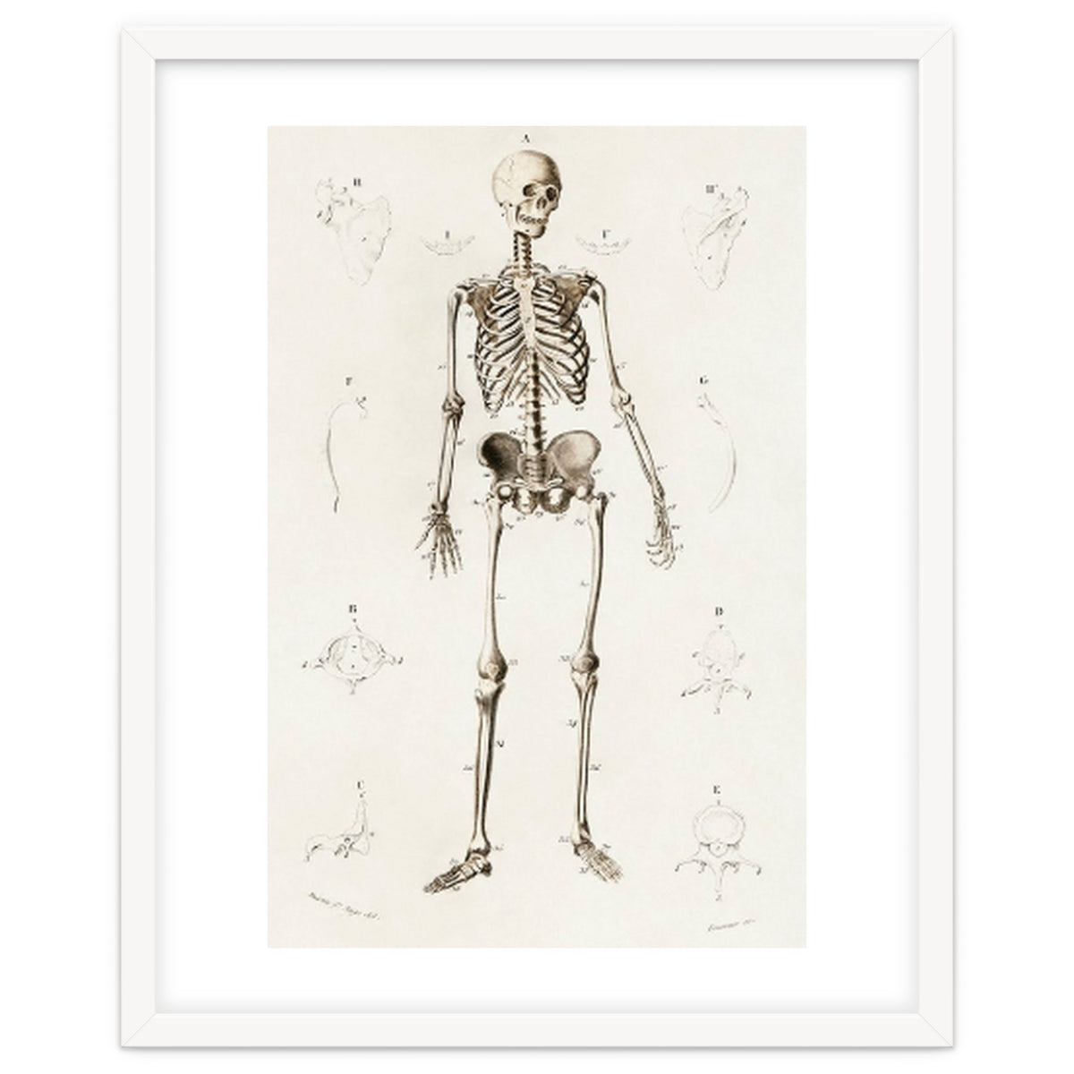 Human skeleton illustrated