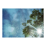 Sun Through Trees (Print Only) thumbnail