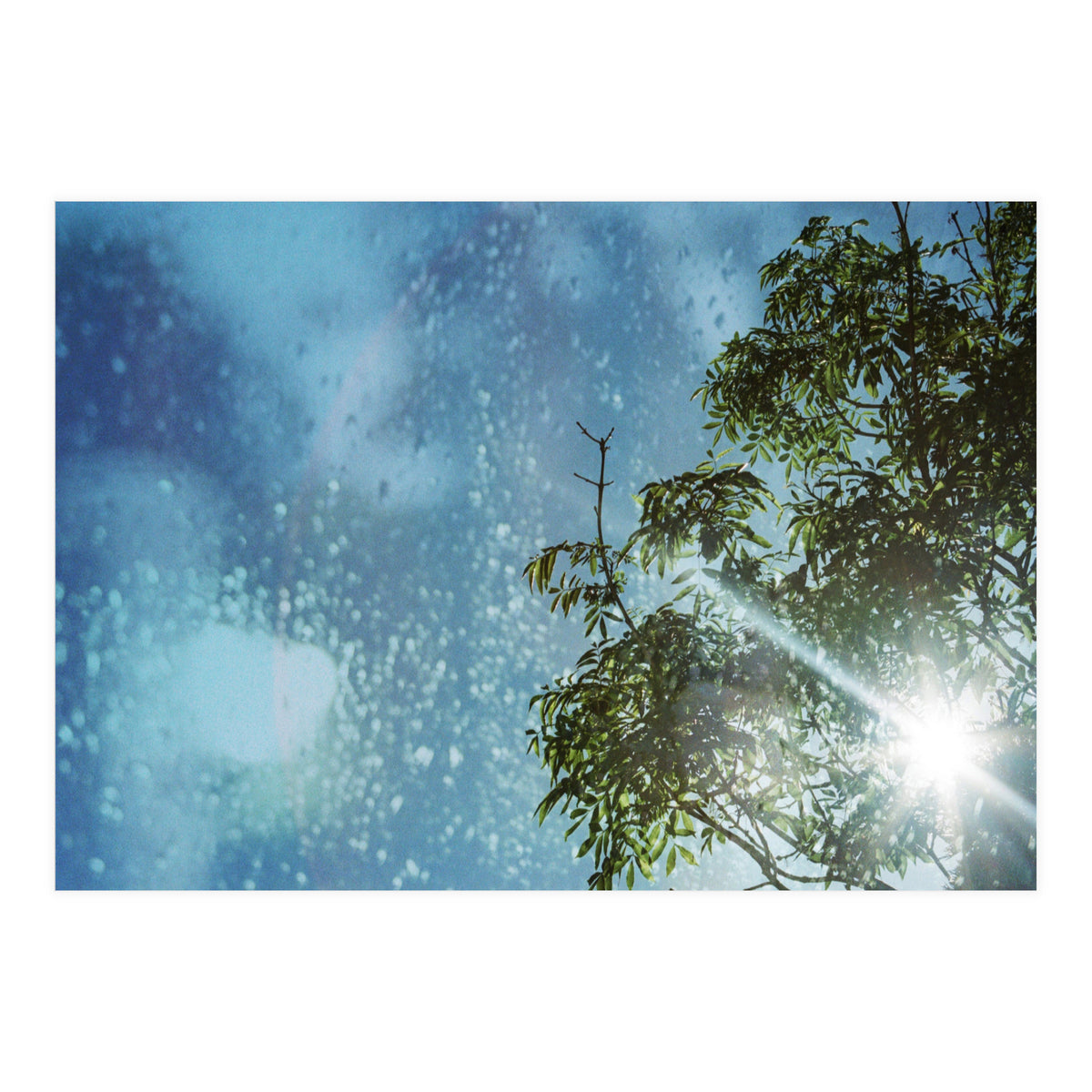 Sun Through Trees (Print Only)