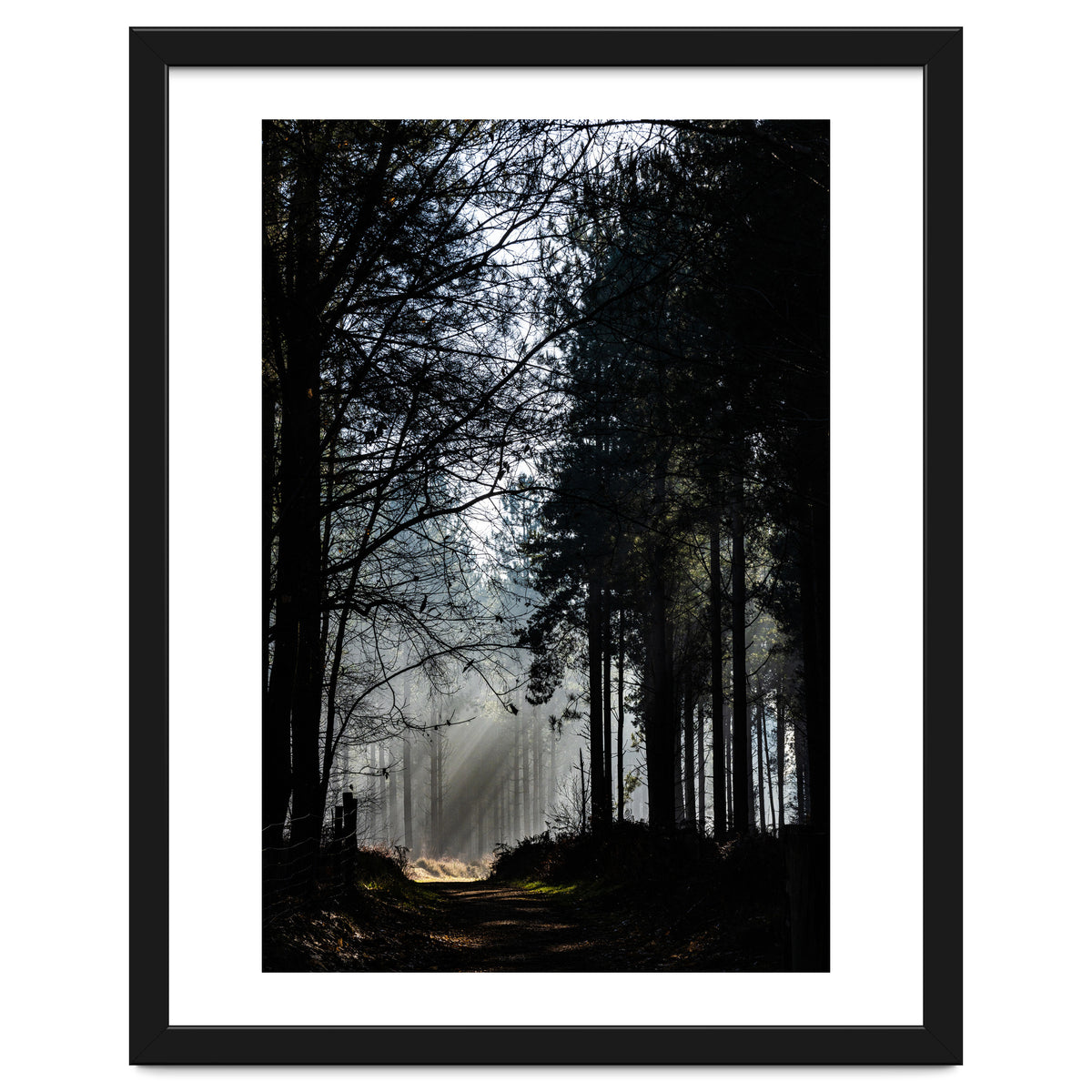 Misty Woodland Morning