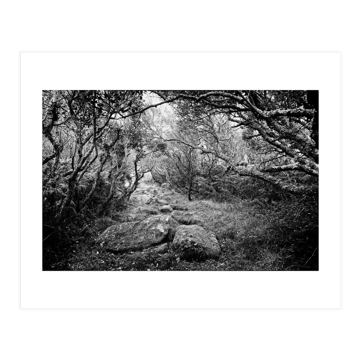 Undergrowth in black and white (Print Only)