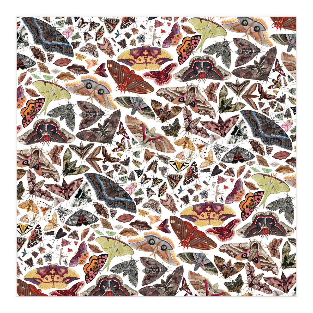 Moths of North America Pattern (Print Only)