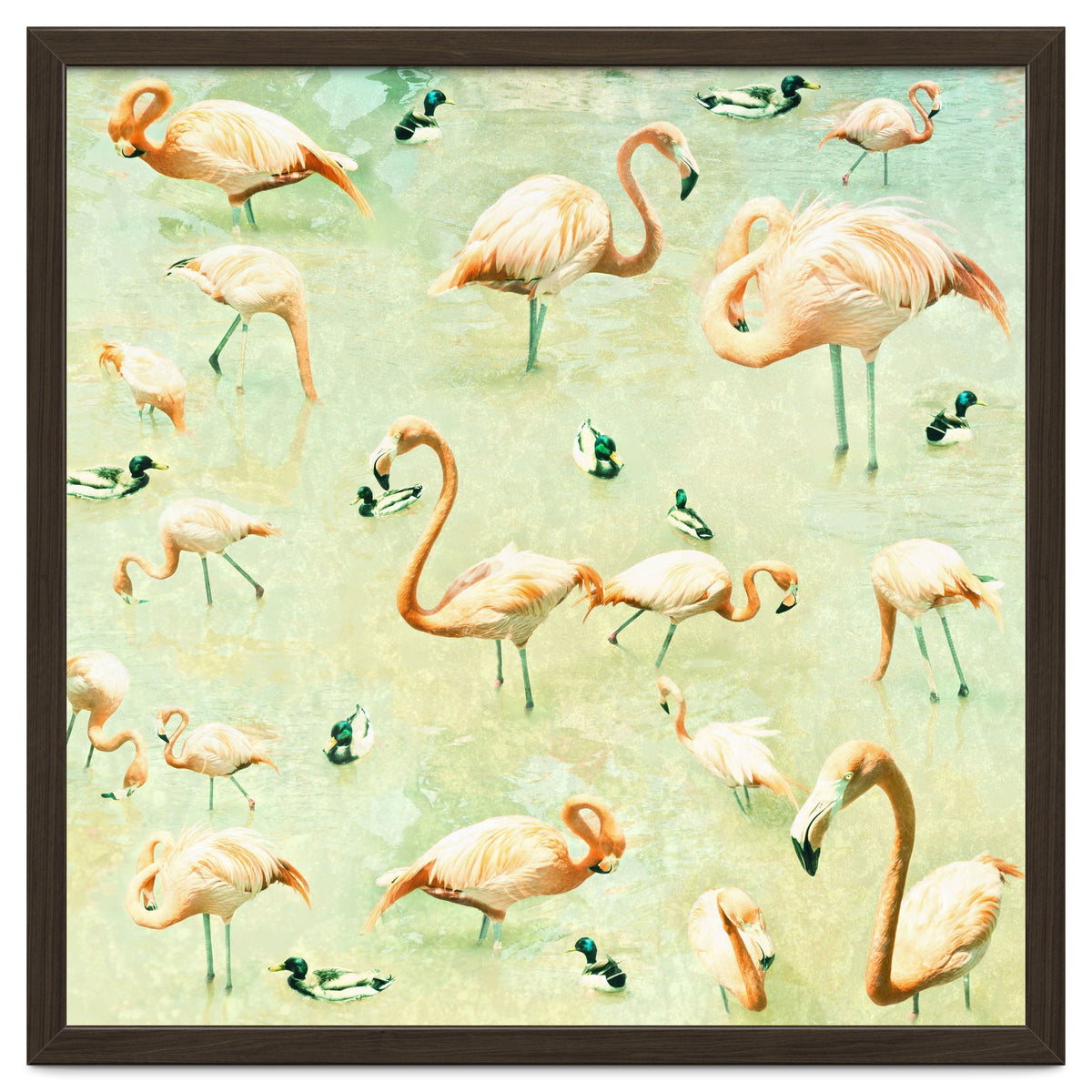 Flamingos