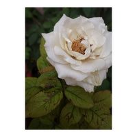 Fabulous White Rose Garden (Print Only)