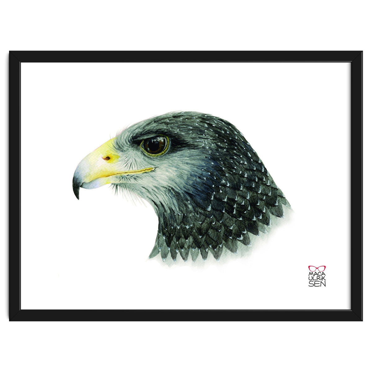 Black-chested buzzard-eagle