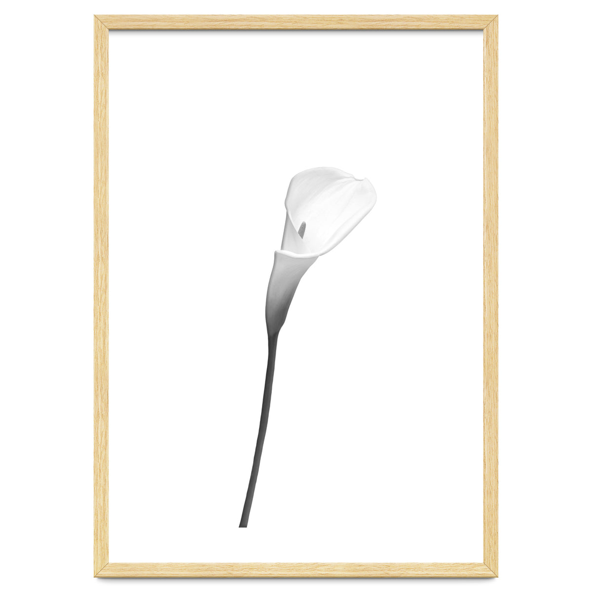 Calla | bright design