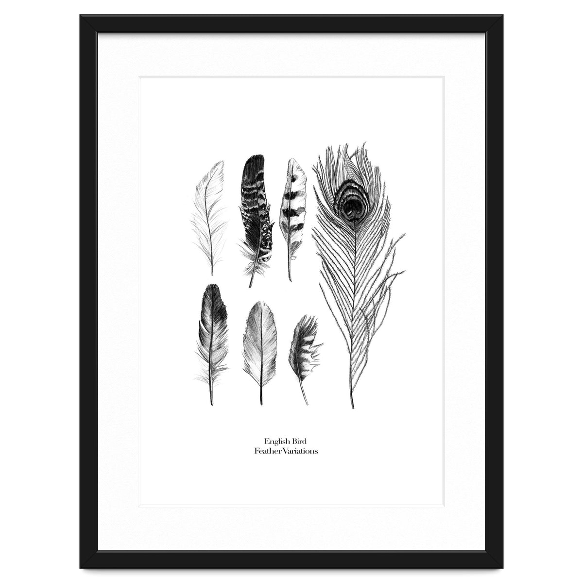 English Feather Variations