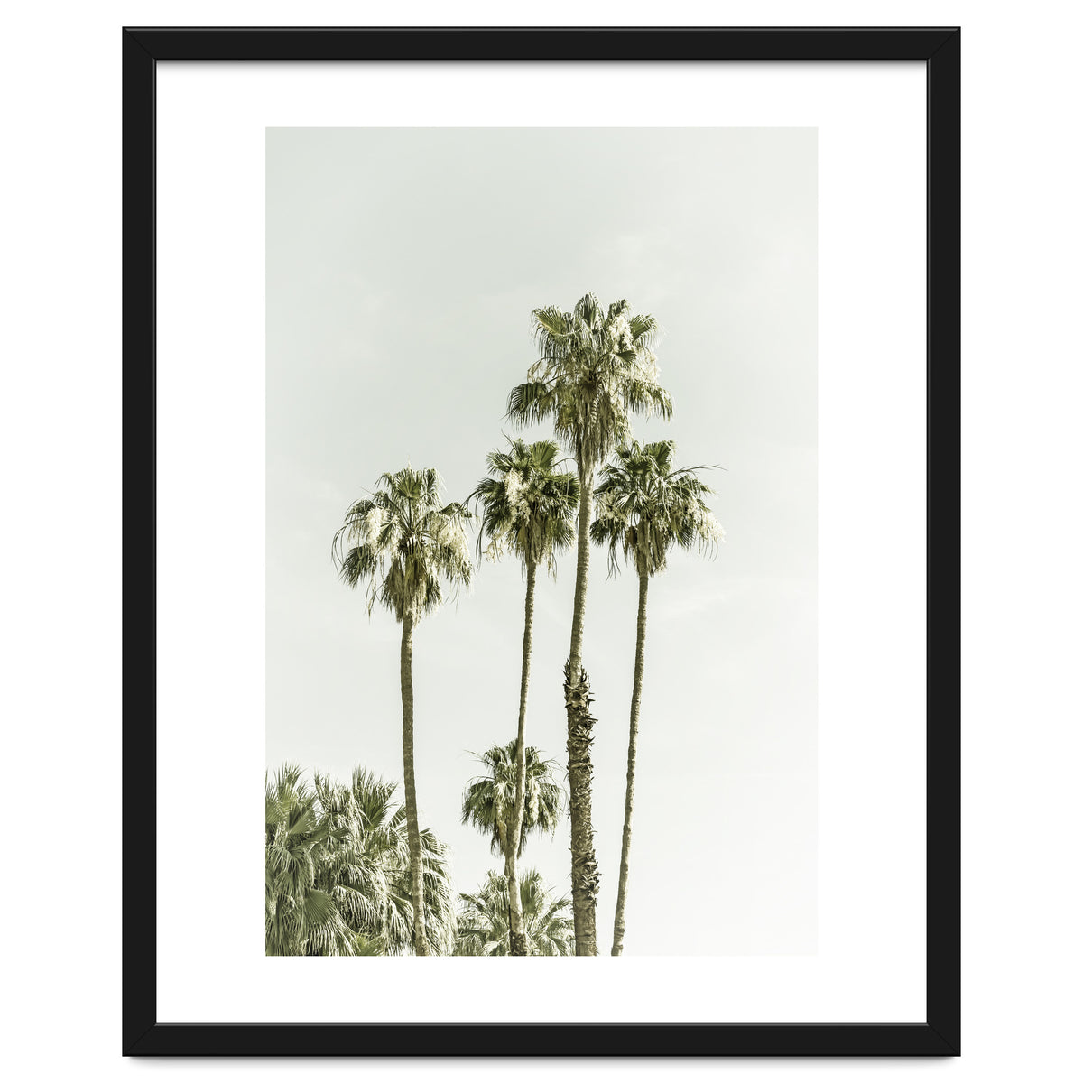 Palm Trees Summertime