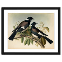 Magpies Vintage Painting