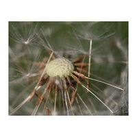 Dandelion Seeds (Print Only)