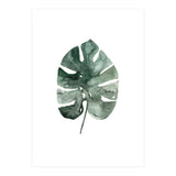 Botanical Illustration Monstera Leaf (Print Only) thumbnail