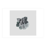 Succulent (Print Only) thumbnail