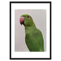 Cute Indian Parakeet