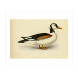 Vintage Duck Painting (Print Only) thumbnail