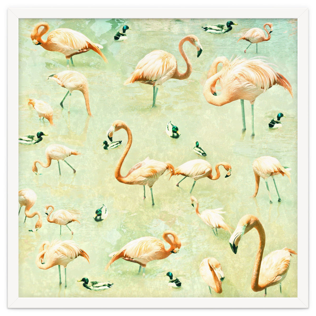 Flamingos