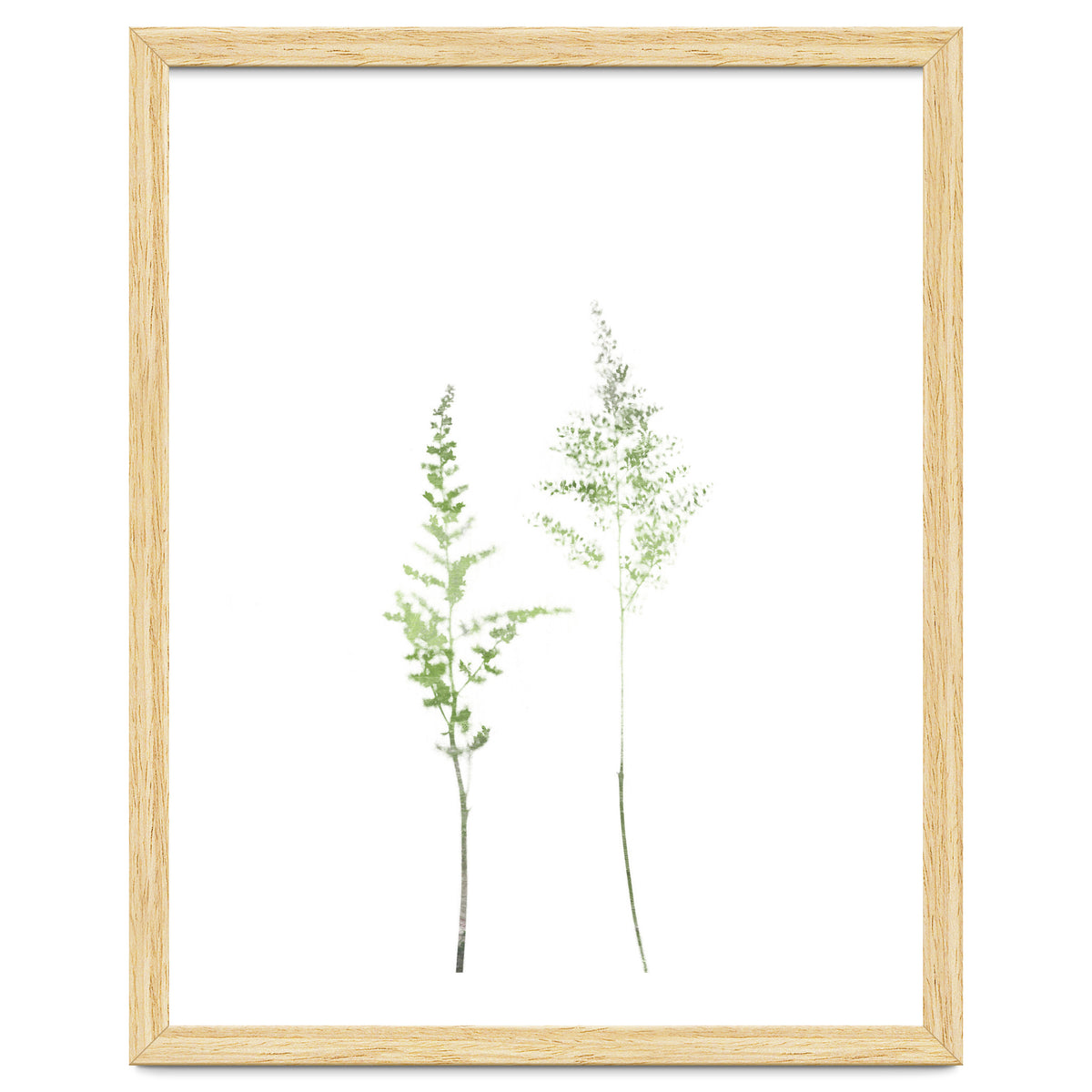 Olive Green Astilbe