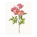 Cc Roses 02 (Print Only) thumbnail