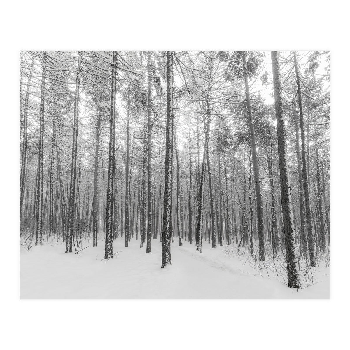 Let It Snow Forest (Print Only)