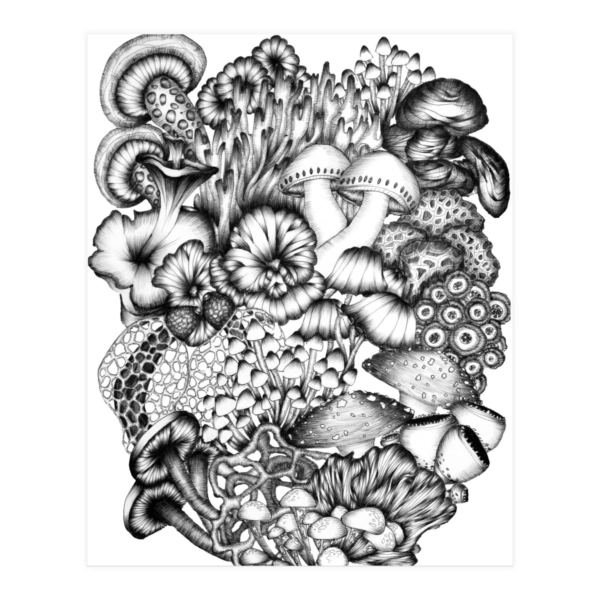 Medley Of Mushrooms (Print Only)