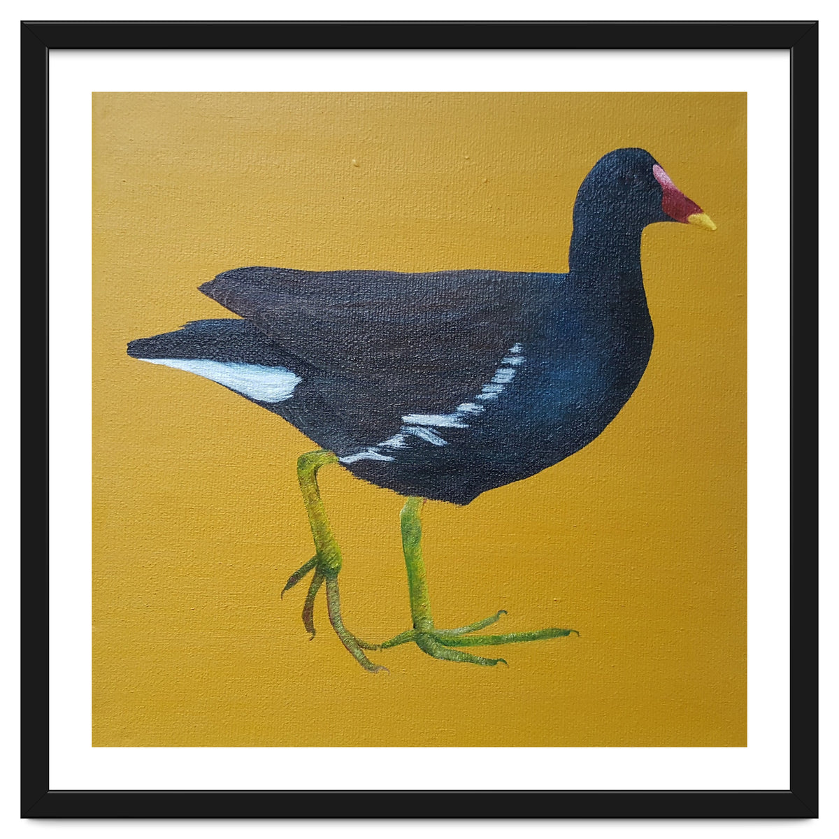 Moorhen