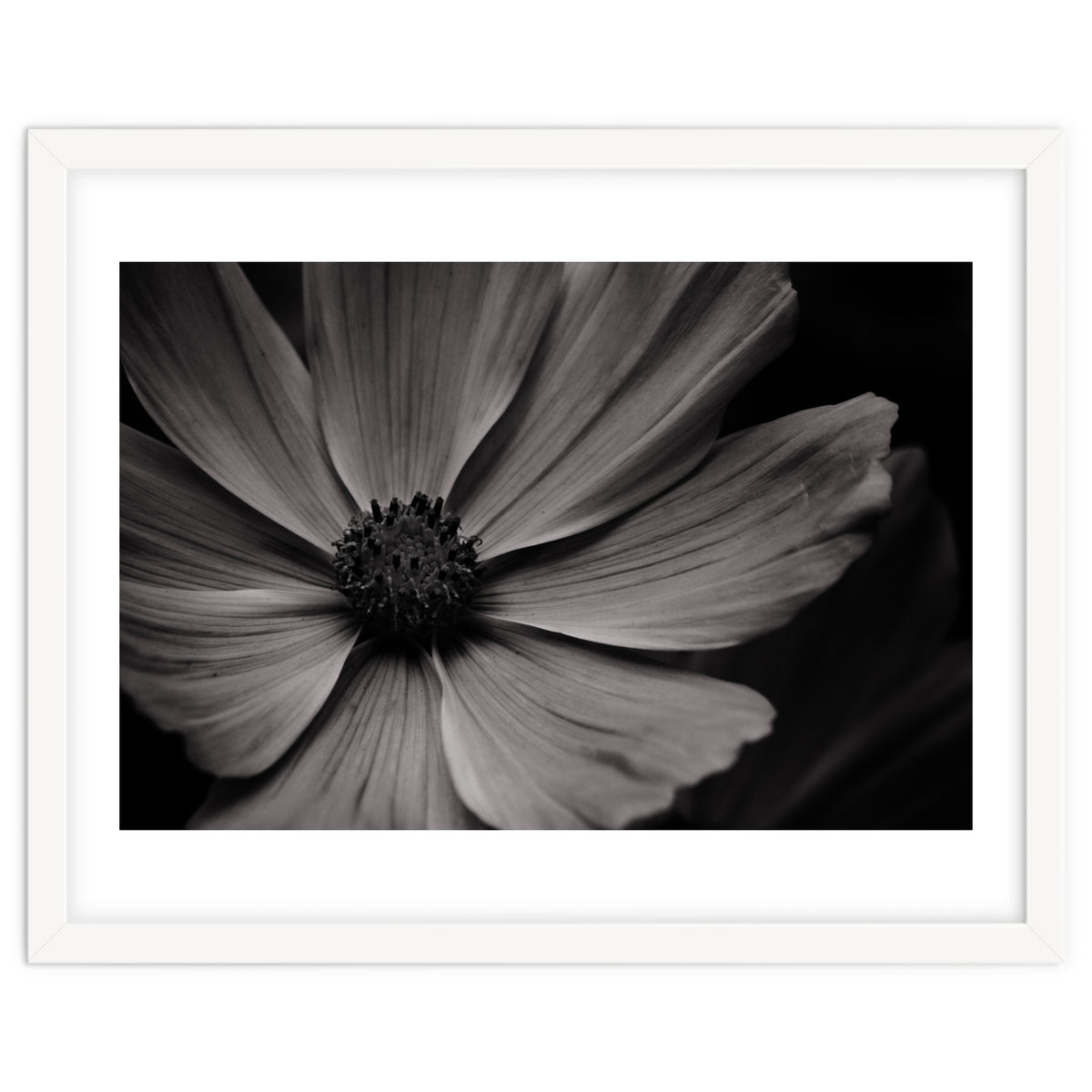 Black And White Flower