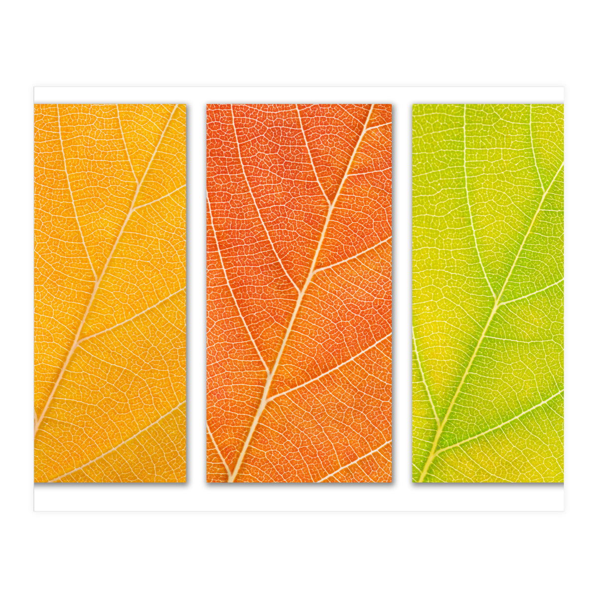 Autumn Leaves (Print Only)