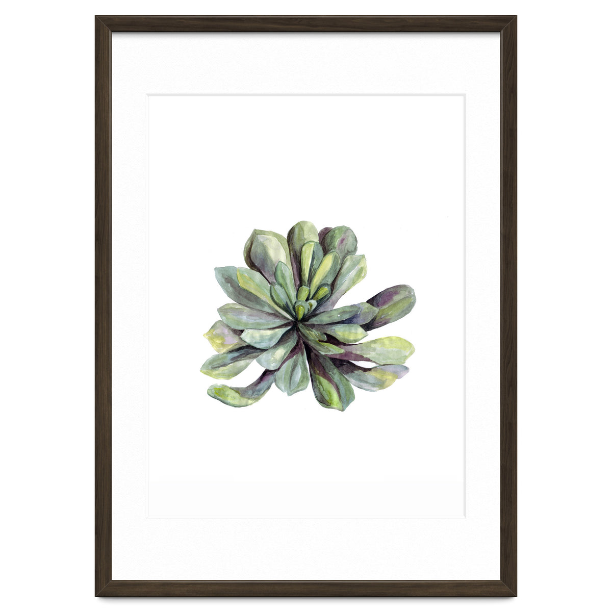 Botanical Illustration Succulent
