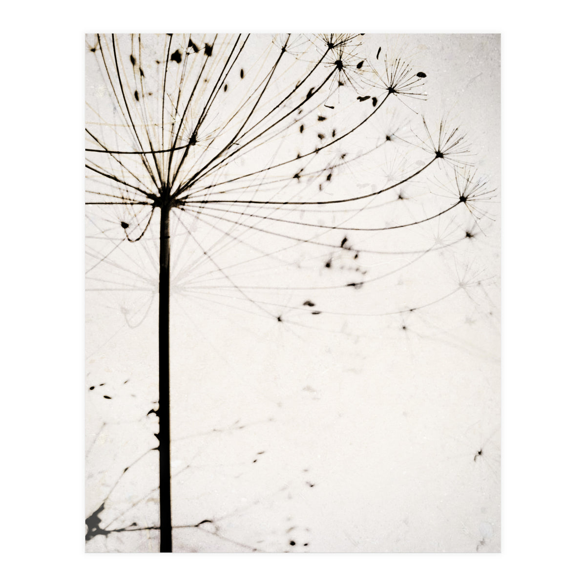 Herbstblume (Print Only)