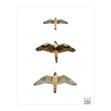 Falconidae n.1 (Print Only) thumbnail