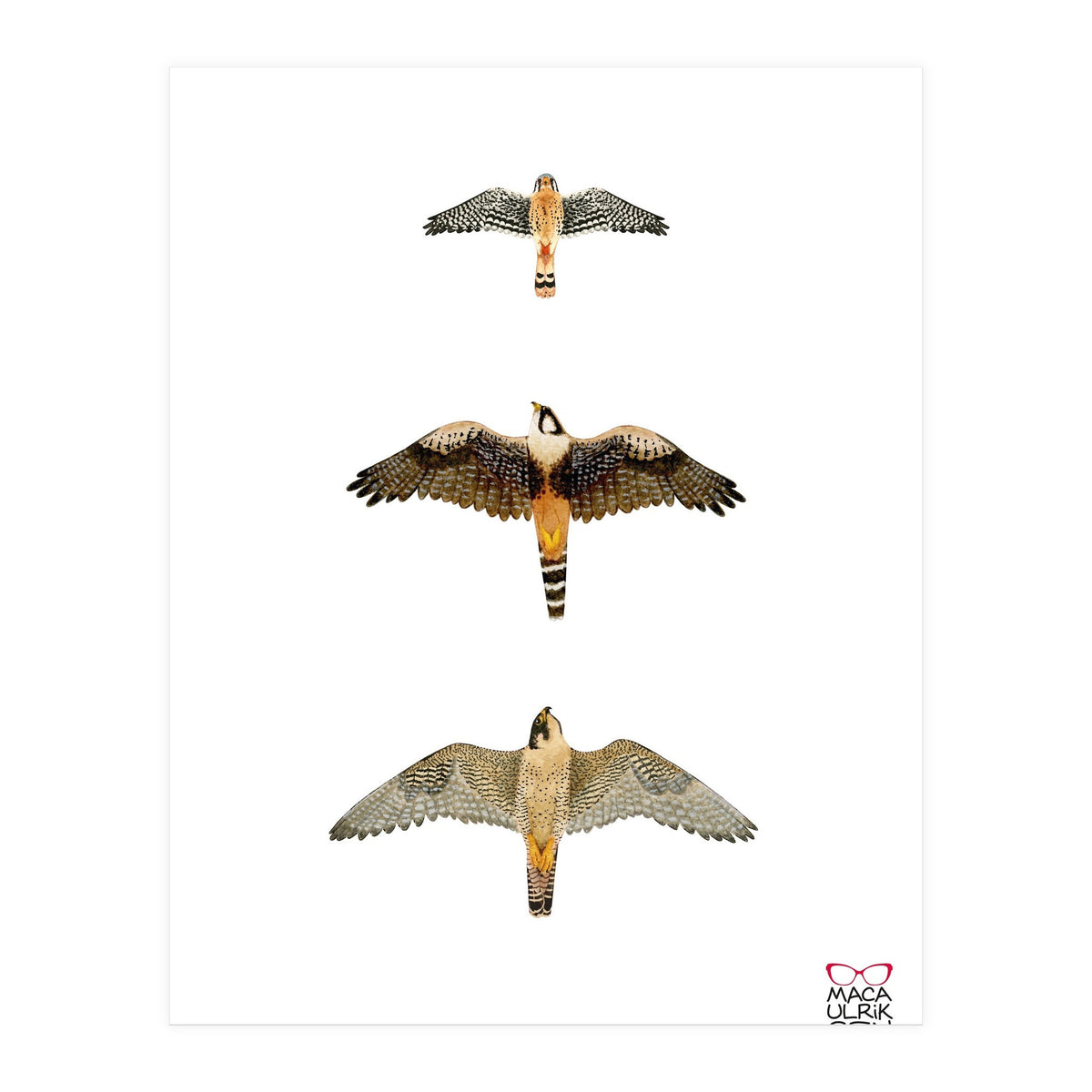 Falconidae n.1 (Print Only)