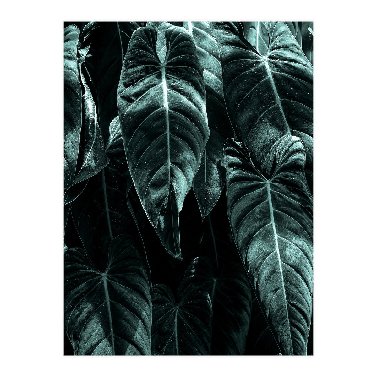 The Jungle (Print Only)