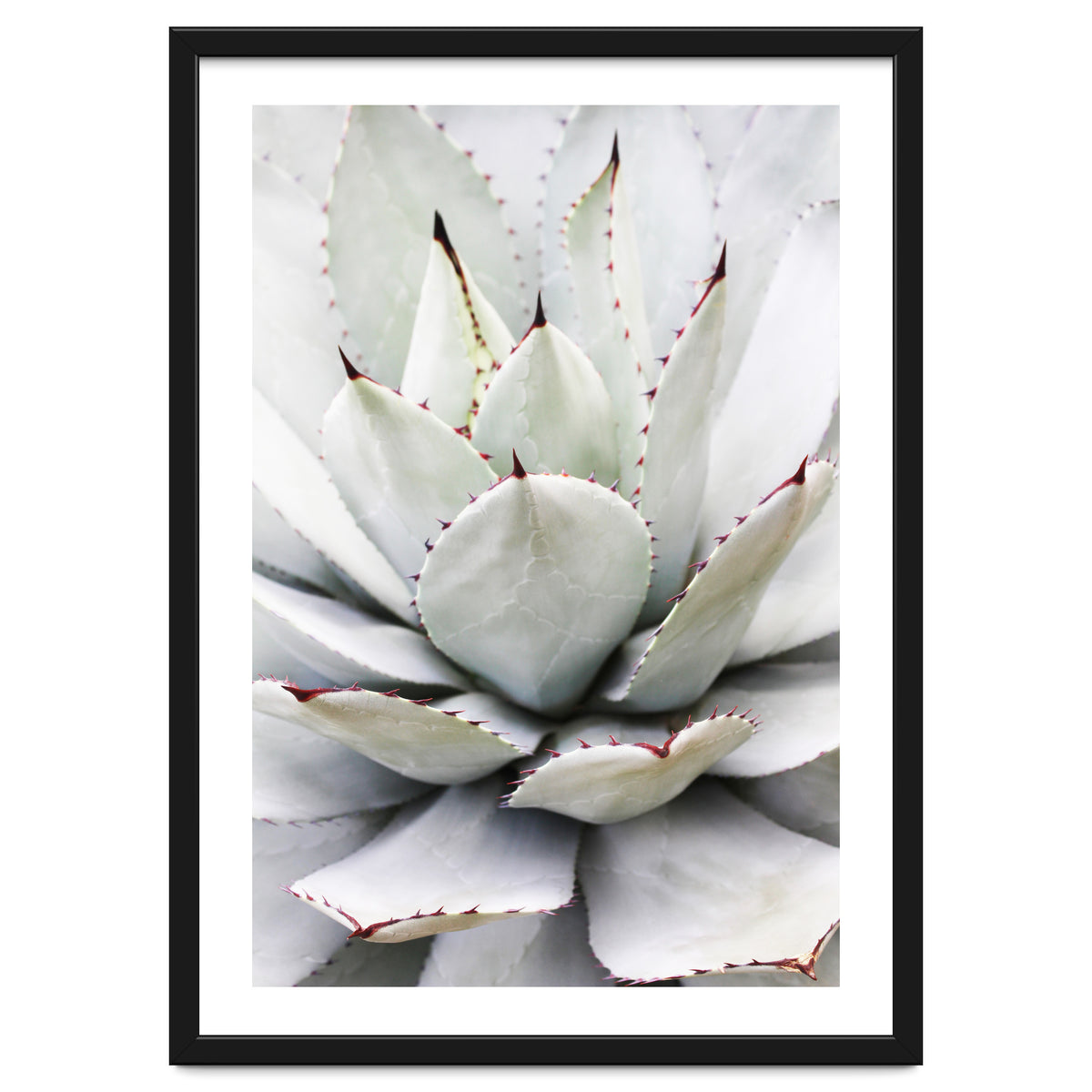 Agave plant