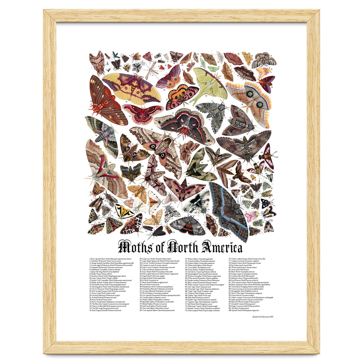 Moths of North America