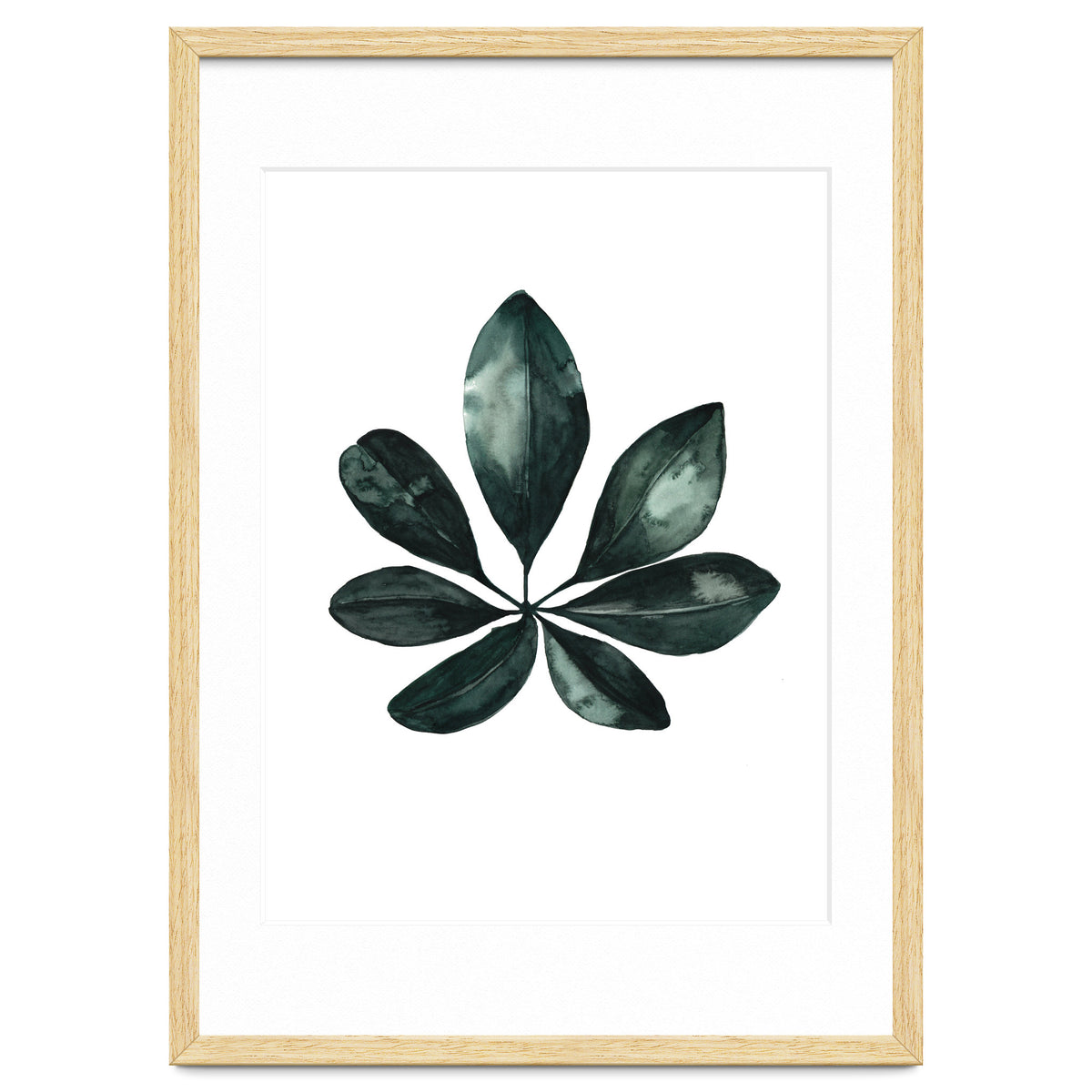 Botanical Illustration Arboricola Schefflera