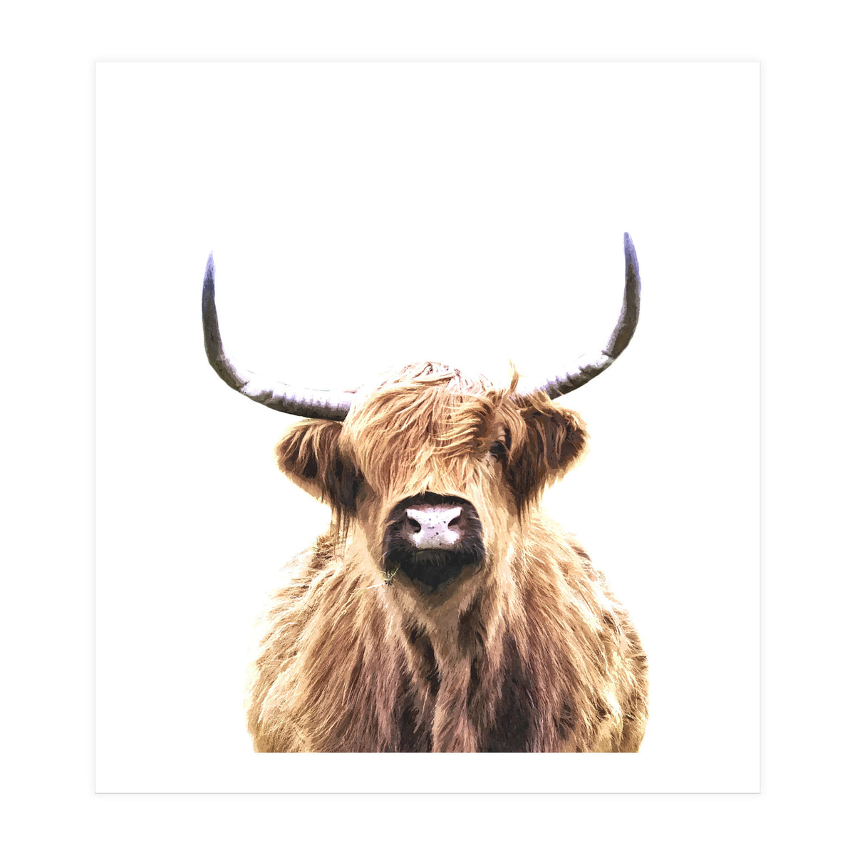 Highland Cow Portrait (Print Only)