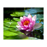 Waterlilie (Print Only) thumbnail