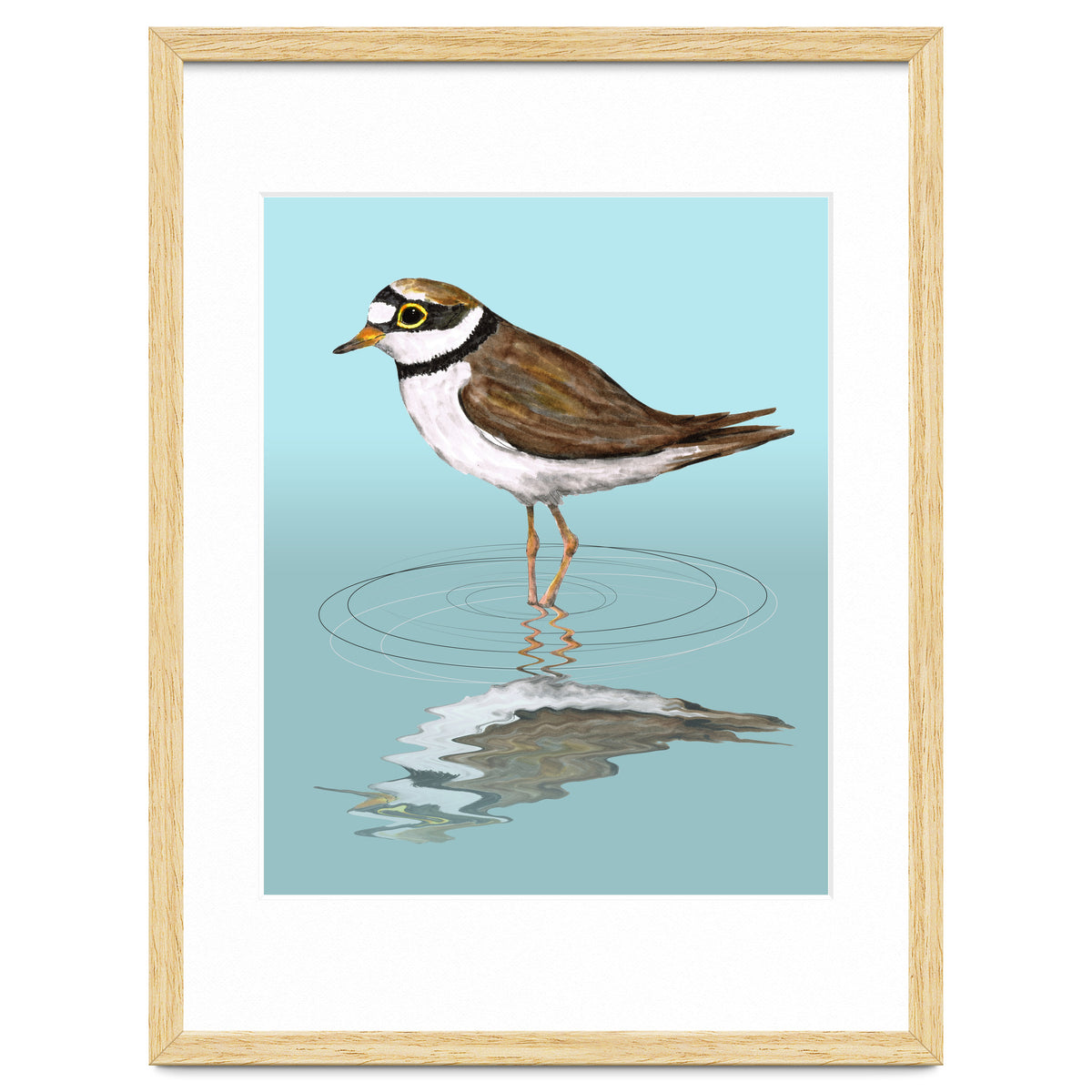 Little ringed  plover