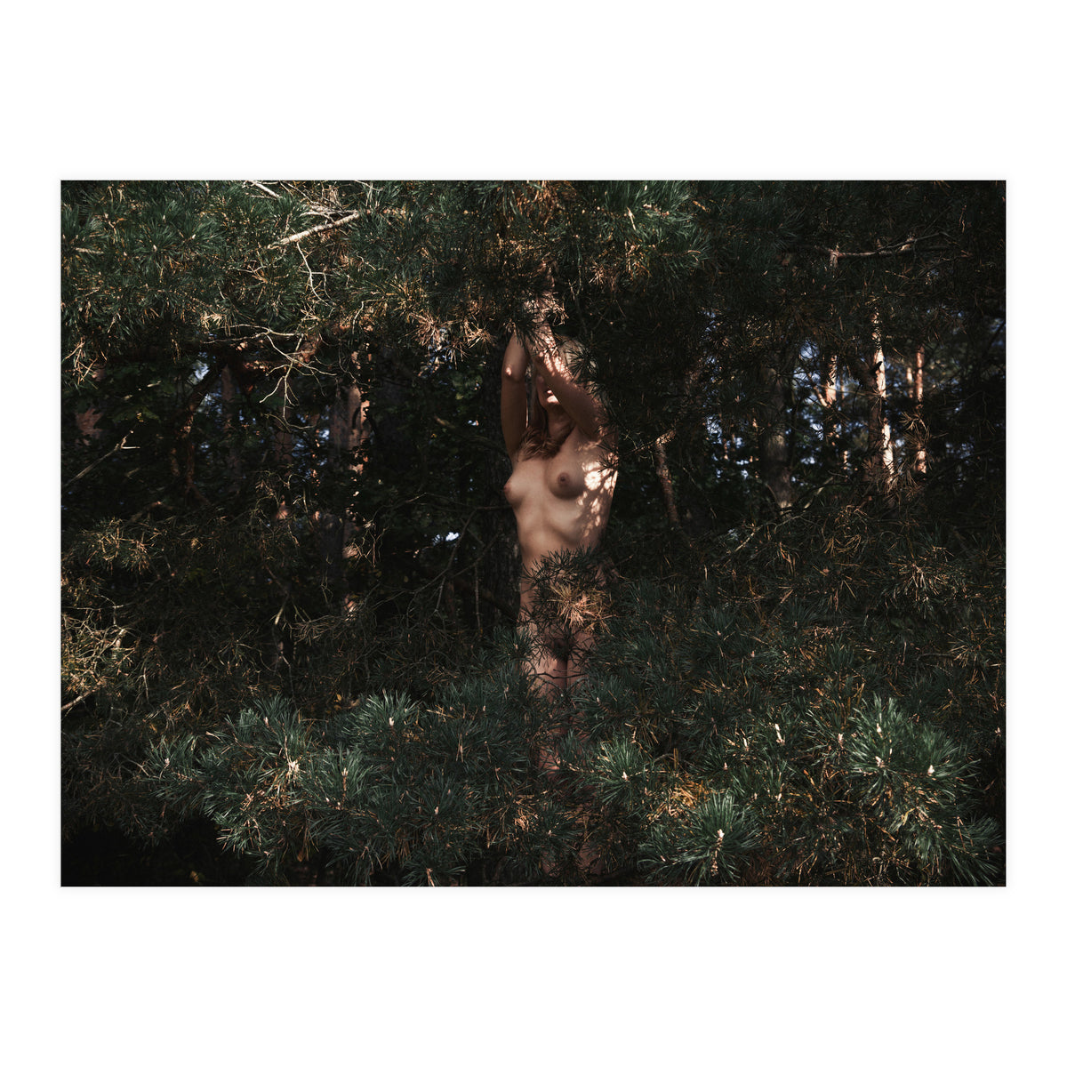 The Eyes of the Forest (Print Only)