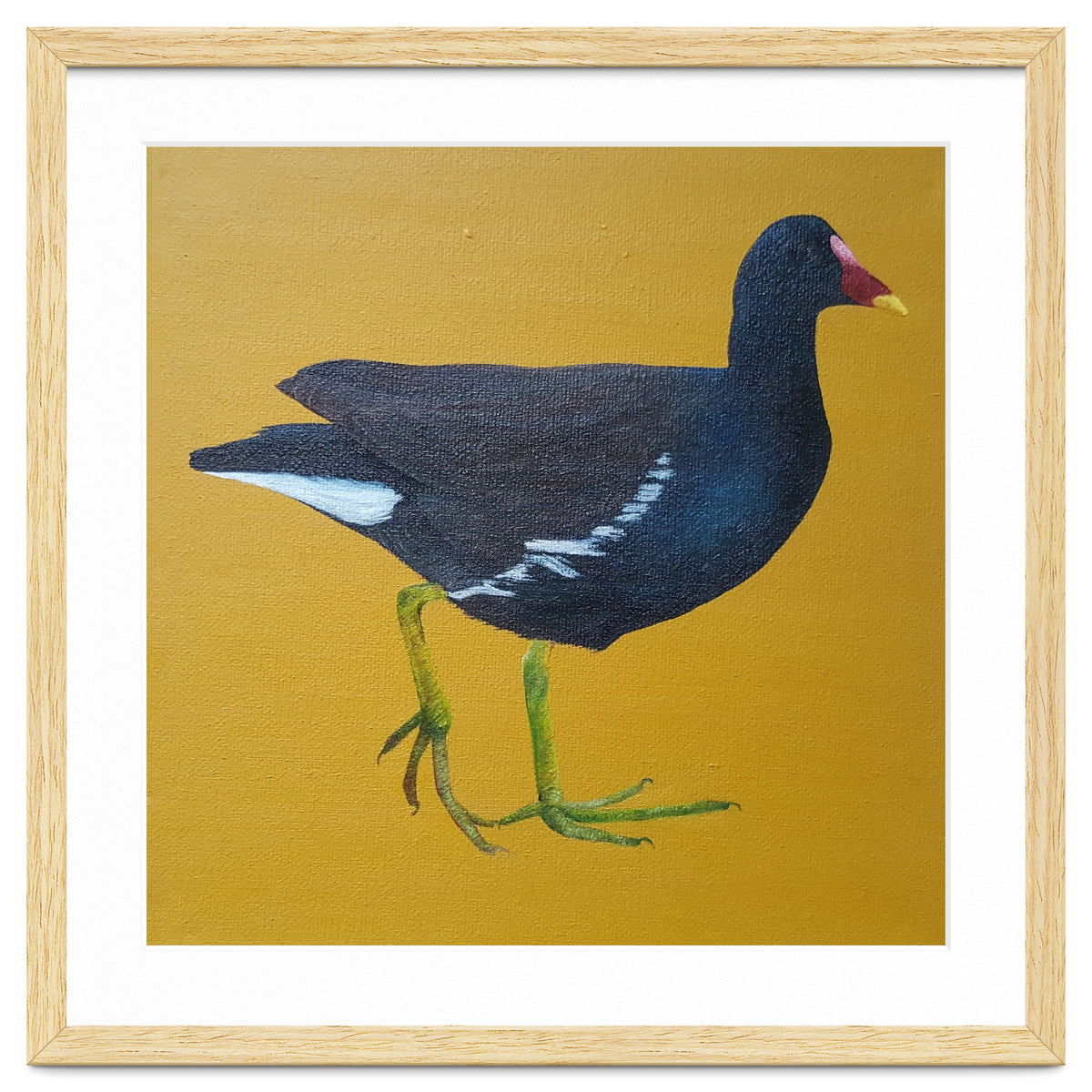 Moorhen
