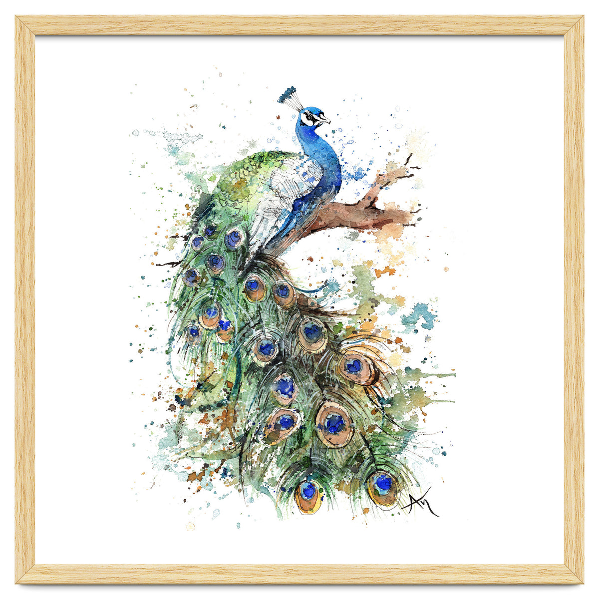 Peacock - Wildlife Collection