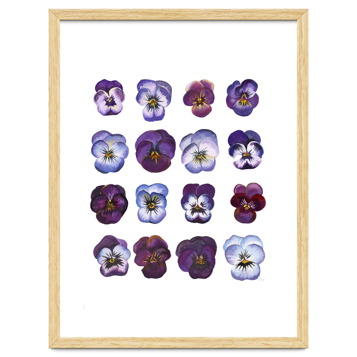 A Watercolour Study Of Violas