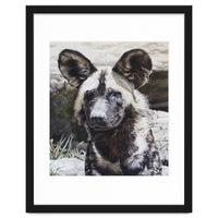 African Painted Dog II